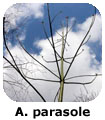 Albero parasole